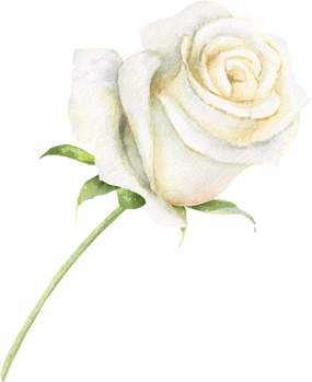 Watercolor White Rose